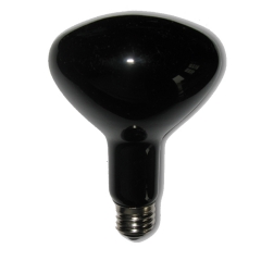 Black Light Bulb R40/R125