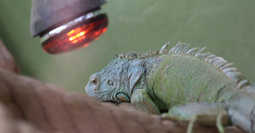 Reptile Heat Lamp